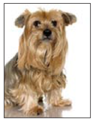 Un perro pequeño
