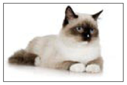 Un gato